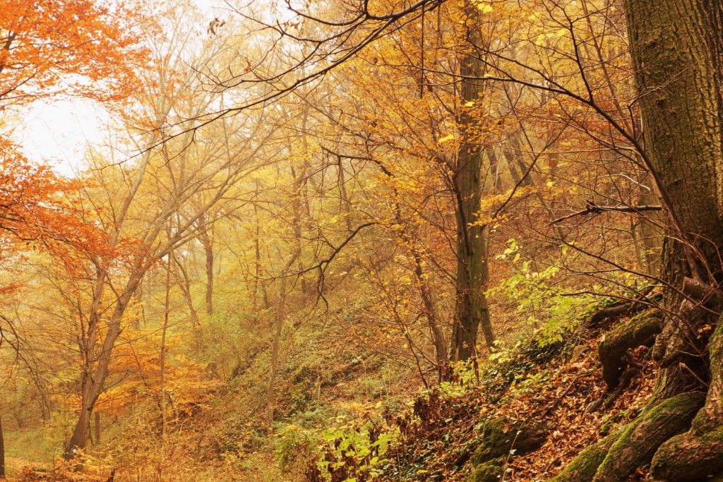 Une forêt en automne